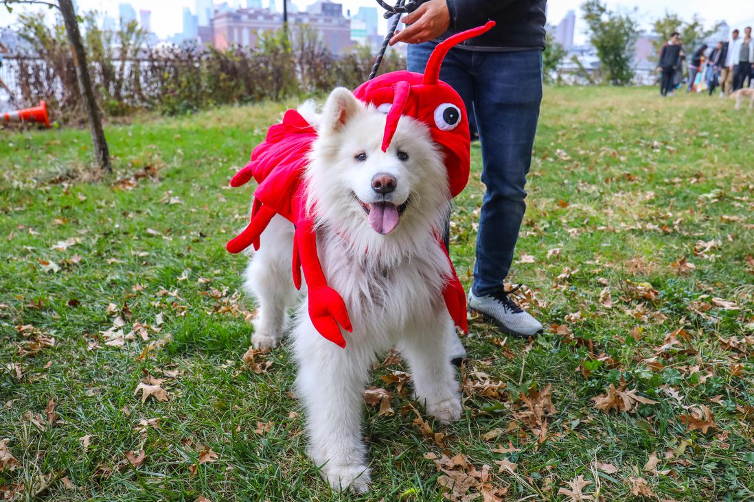 Dog in crab costume